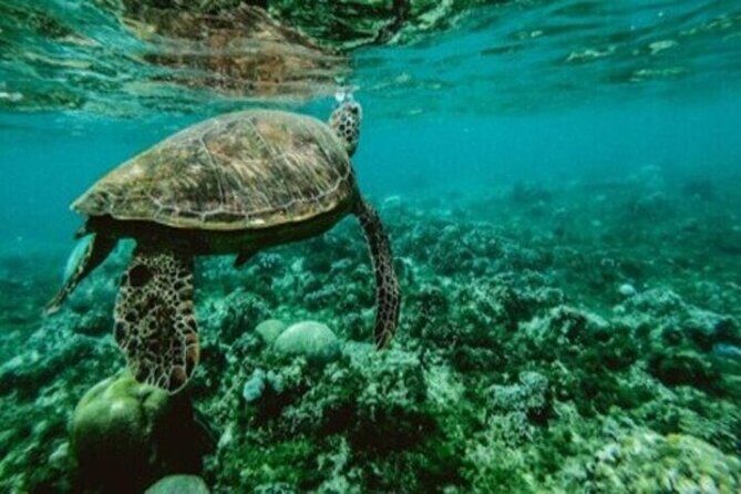 Private Snorkel and Dive Charter to Culebra (Up to 5 Guests) - Frequently Asked Questions