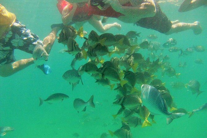 Private Snorkel Cruise in Cabo San Lucas - An In-Depth Look at the Snorkel Cruise Experience