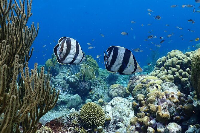 Private Snorkel Tour with Captain and Guide Bonaire Marine Park - Final Thoughts