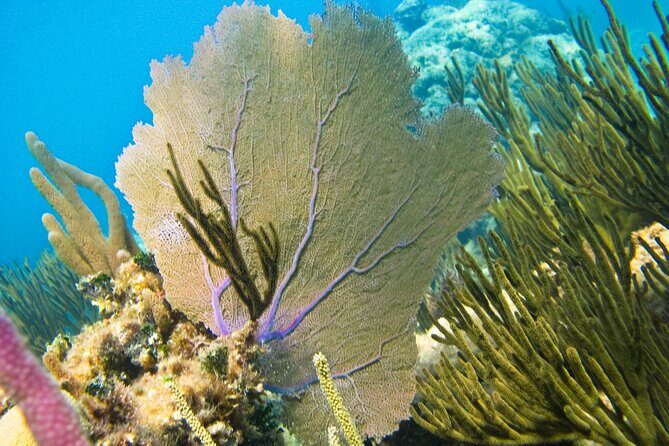 Private Snorkel with Turtle at Akumal - Key Points