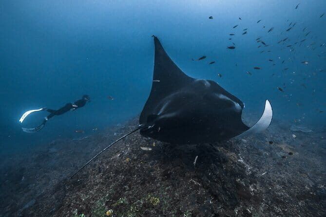 Private Snorkeling and Freediving Trip to Manta Point - Key Points