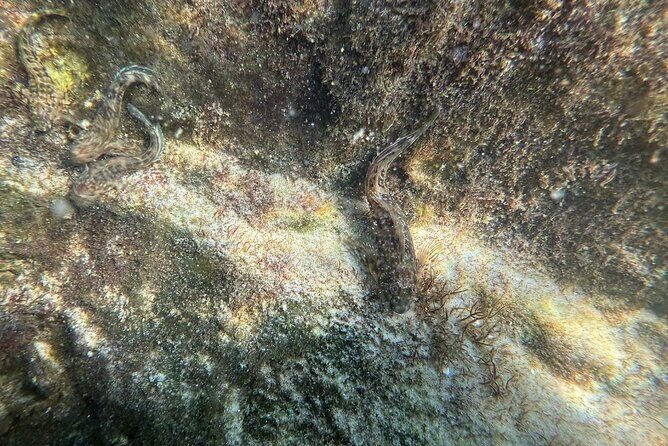 Private Snorkeling Excursion - Frequently Asked Questions