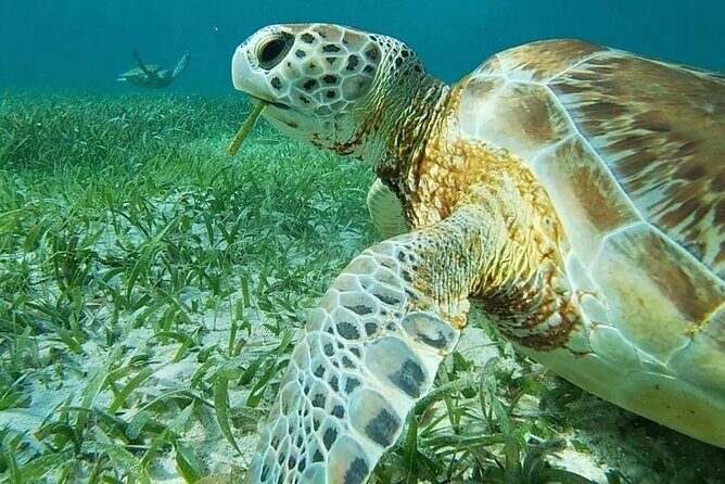 Private Snorkeling in Hol Chan Marine Reserve and Shark Ray Alley - FAQs