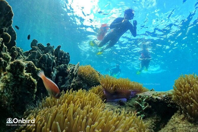 Private Snorkeling to Hidden Reefs By Speedboat with Seafood BBQ - Who Will Love This Tour?