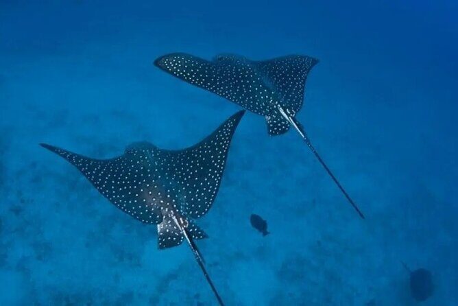 Private Snorkeling Tour by boat in Flamingo Beach - Key Points