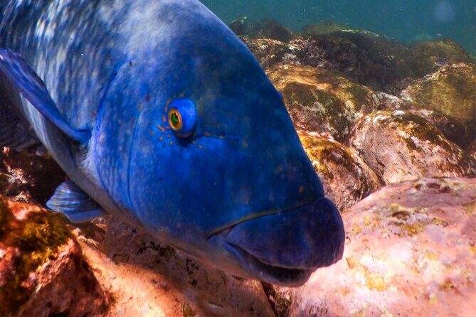 Private Snorkeling Tour In Sydney's Marine Reserve - Exploring the Details of Your Sydney Snorkeling Adventure