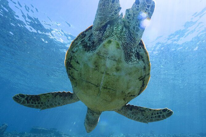 Private snorkeling tour Ishigaki island - Authentic Reviews from Satisfied Travelers