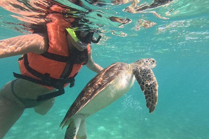 Private Snorkeling with Sea Turtles in Akumal Beach - Introduction: Discover Akumal’s Underwater Treasure