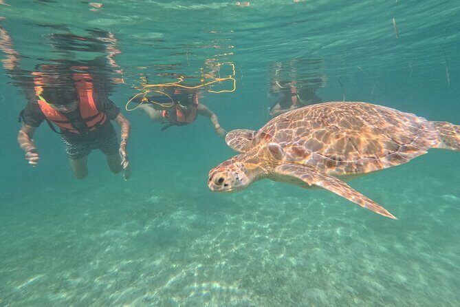Private Snorkeling with Sea Turtles in Akumal Beach - Entering the Water