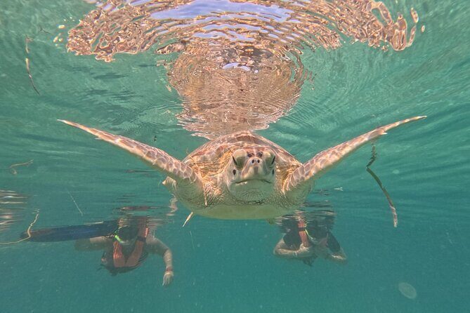 Private Snorkeling with Sea Turtles in Akumal Beach - Marine Life Encounters