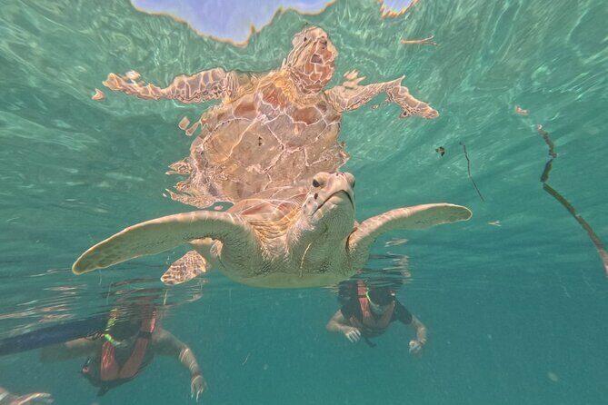 Private Snorkeling with Sea Turtles in Akumal Beach - Photos and Videos