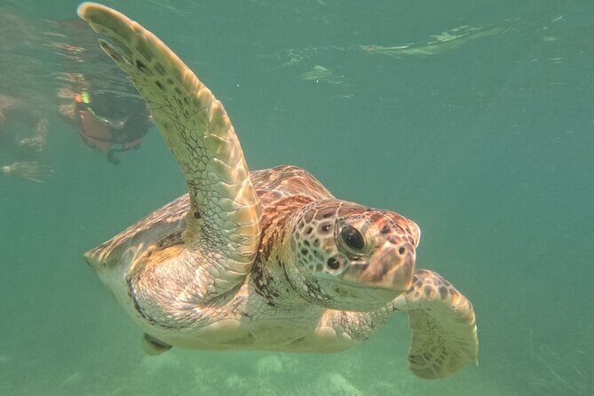 Private Snorkeling with Sea Turtles in Akumal Beach - Returning and Post-Experience