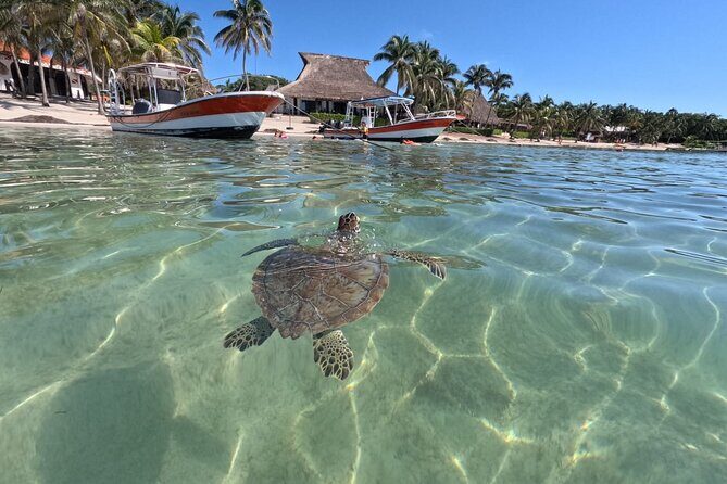 Private Snorkeling with Sea Turtles in Akumal Beach - Why This Tour Excels