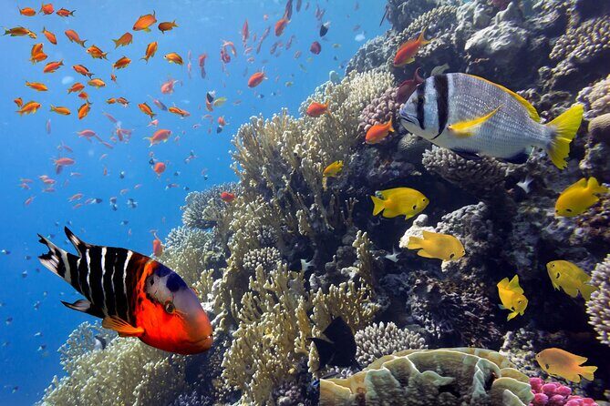 Private Snorkeling Yacht Tour in Cancun and Isla Mujeres - Experience the Beauty of Cancun and Isla Mujeres on a Private Snorkeling Yacht Tour