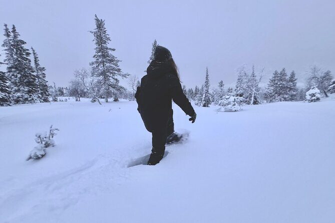 Private: Snowshoeing Safari in spectacular National Park - Discovering Lapland’s Quiet Majesty with a Snowshoeing Safari