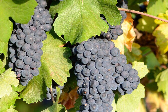 Private Sparkling Wine Tasting in Istria - The Sum Up: Why You Should Consider It