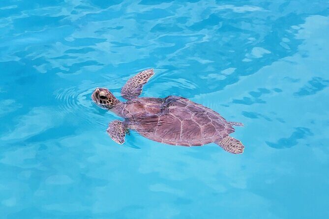 Private Speed Boat Charter in St Maarten & Nature Reserve - The Sum Up