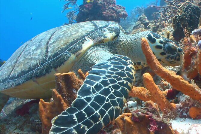 Private Speed Boat Charter to Anguilla - Who Is It Best For?