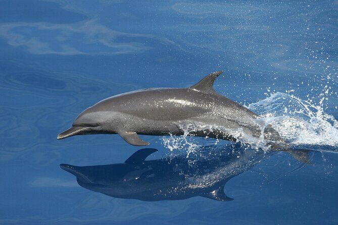 Private Speedboat Tour to Lim Fjord and Red Island - Final Thoughts: Who Is This Tour Best For?