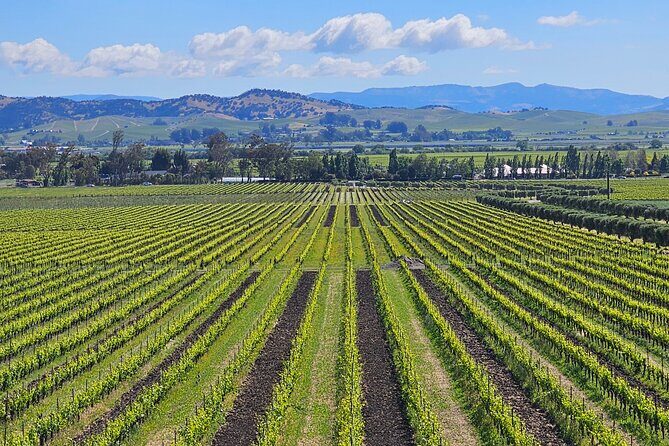 Private Sprinter Tour of Napa Valley - Exploring the Napa & Sonoma Private Sprinter Tour: A Detailed Look