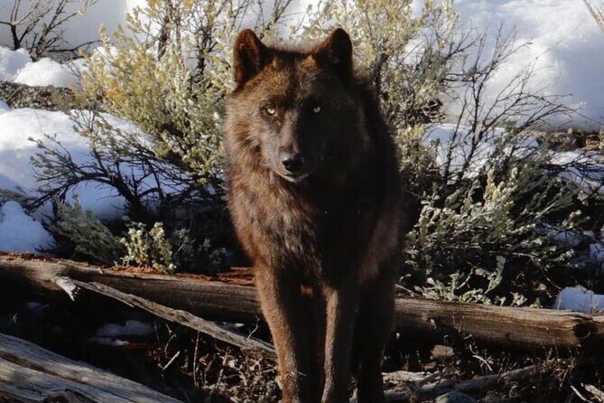 Private Sunrise Wildlife Adventure Into Yellowstone Lamar Valley - The Sum Up