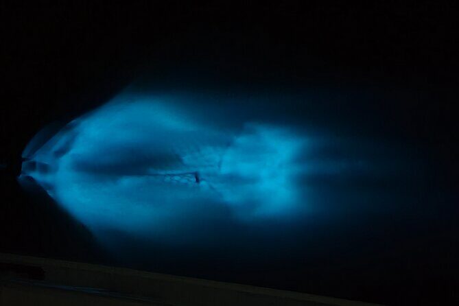 Private Sunset and Bioluminescence Tours in Cocoa Beach - FAQ