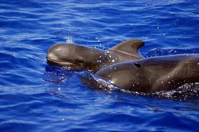 Private Sunset Cruise - What to Expect on the Private Sunset Cruise in Tenerife