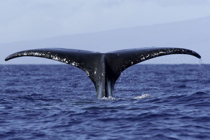 Private Sunset Cruise in Kona - Final Thoughts