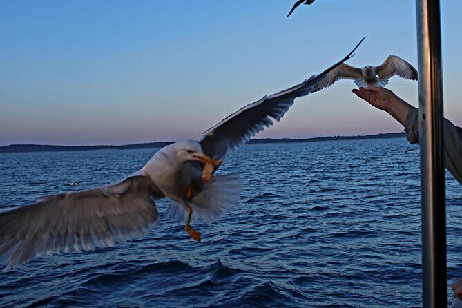 Private Sunset Dolphin Excursion with Dinner and Animation - In-Depth Look at the Experience