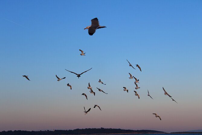 Private Sunset Dolphin Excursion with Dinner and Animation - Who Should Consider This Tour?