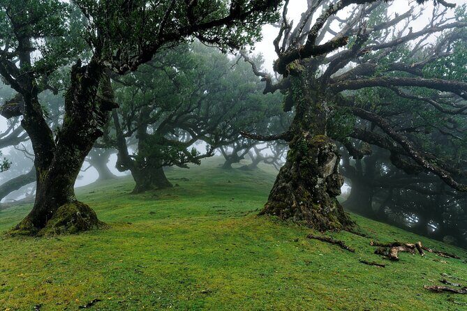 Private Sunset Tour with Food and Drinks in Fanal Forest - An In-Depth Look at the Private Sunset Tour in Fanal Forest