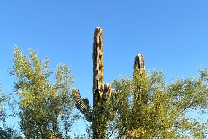 Private Sunset Walking Tour -Sonoran Desert Botanical Gardens 2h - A Deep Dive into the Desert Botanical Gardens Sunset Tour