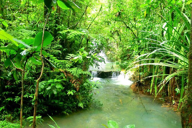 Private Suva Nature and Waterfall Tour - In The Sum Up