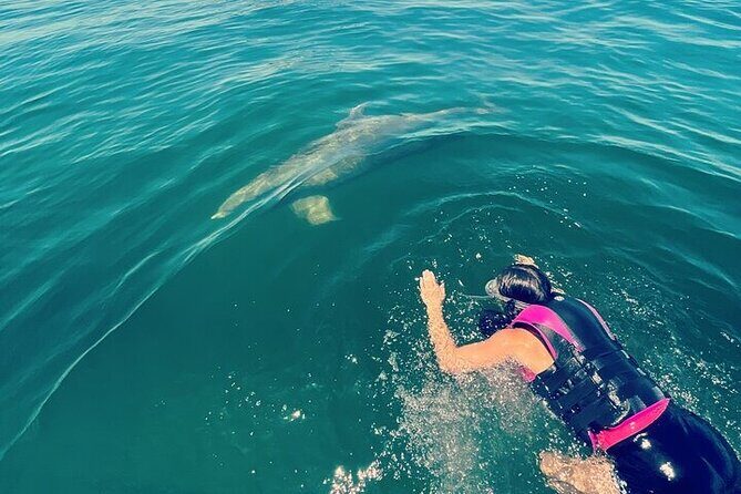 Private Swim with Dolphins And Snorkeling Tour - Key Points