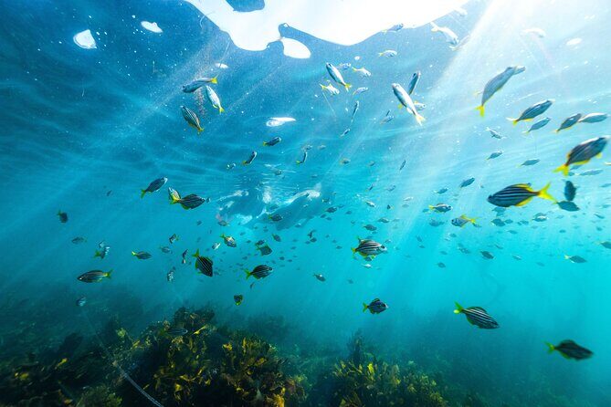 Private Sydney Snorkeling Experience: Explore Cabbage Tree Bay - Exploring Sydney’s Underwater World with a Private Snorkeling Tour