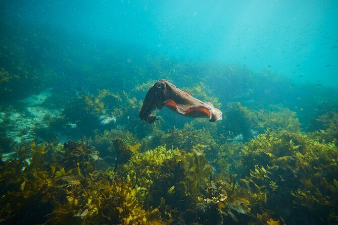 Private Sydney Snorkeling Experience: Explore Cabbage Tree Bay - Who Should Consider This Tour?
