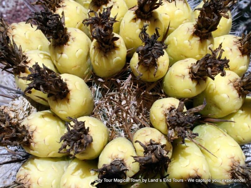 Private Tailor-Made Tour Todos Santos - FAQ