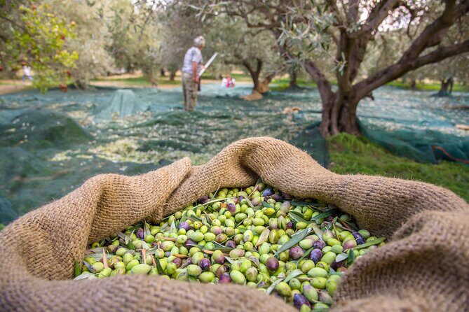 Private Tailored Full-Day Taste Tour in Lefkada with Pick Up - Key Points