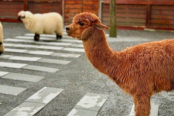 Private Taipei Day Trip: Kavalan Whisky, Yilan Craft Beer & Beach - FAQ