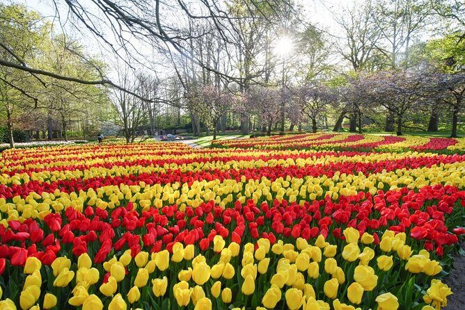 Private Taxi to Keukenhof Tulip Fields & Flowers From Amsterdam - Why Choose This Tour?