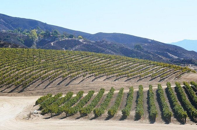 Private Temecula Wine Country Tour from San Diego - Who is This Tour Best For?