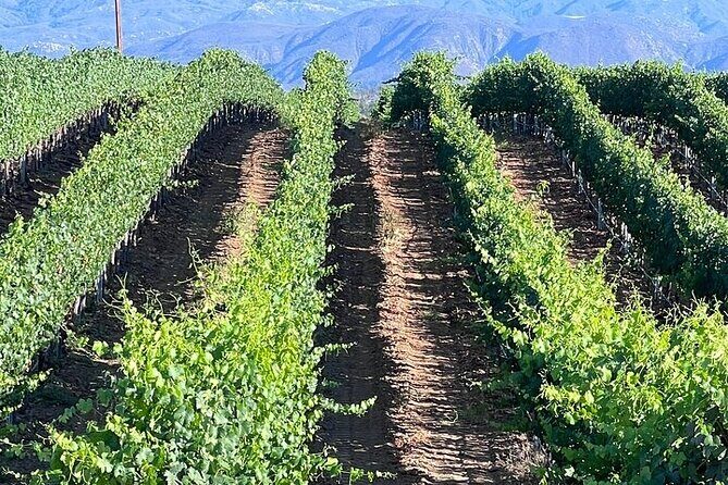 Private Temecula Wine Tour from Anaheim - A Deep Dive into the Temecula Experience
