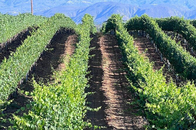 Private Temecula Wine Tour from Pacific Beach - Who Will Love This Tour?