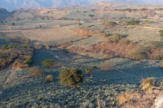 Private Tequila Tour in Guadalajara - Who Should Consider This Tour?