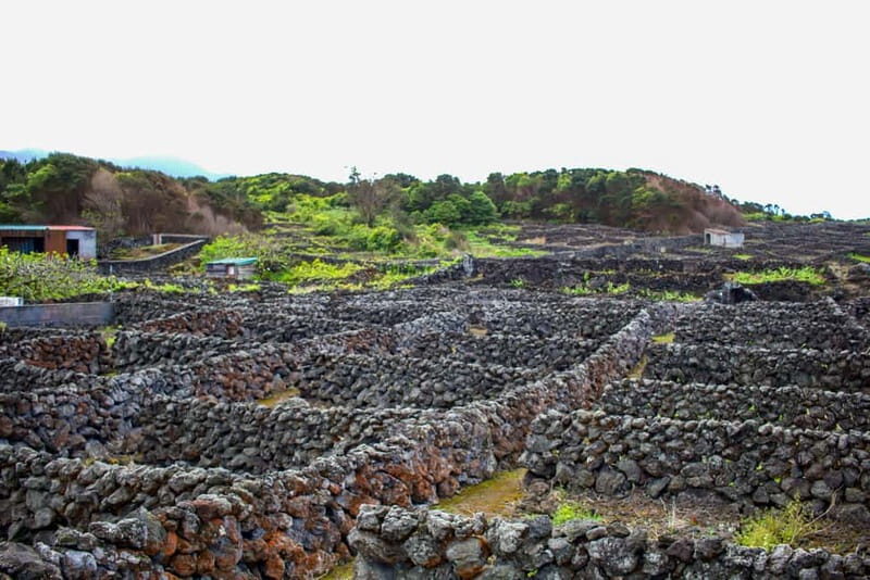 Private Terceira Island Caves: Lava Route - entrances & wine - Exploring the Volcanic Heart of Terceira: A Detailed Look at the Lava Route & Caves Tour