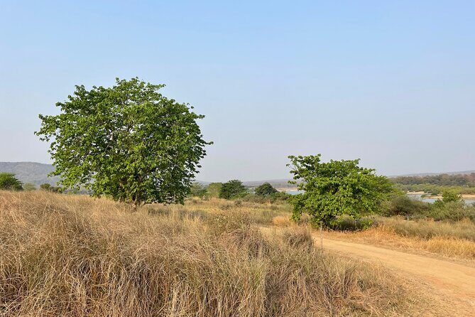 Private tiger watching in Panna National Park of Khajuraho - An In-Depth Look at the Panna National Park Tiger Safari