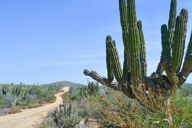 Private Todos Santos Jeep - Practical Tips and Considerations