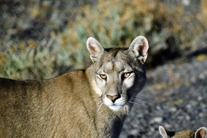 Private Torres del Paine & Milodon, departing from Punta Arenas - A Complete, Honest Breakdown of the Tour Experience