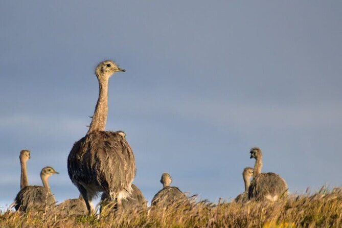 Private Torres del Paine & Milodon, departing from Punta Arenas - FAQ
