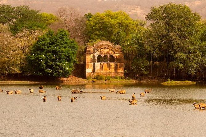 Private Tour: 2-Day Ranthambore National Park from Jaipur - Key Points